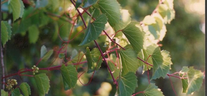 En época de rosas – «El sueño de la Primavera» [Primera antología breve de poesía] – XLIII – Sebastián Gámez Millán