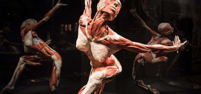 La plastinación como arte en la obra de Gunther von Hagens – María Eugenia Piñero