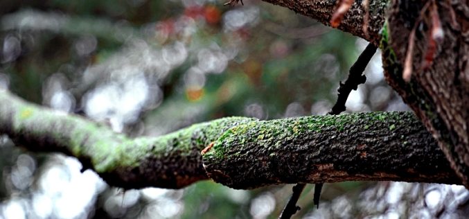 Como la corza [Poemas fotográficos] – Josefina Martos Peregrín