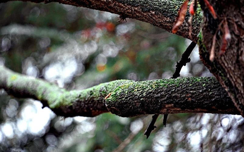 Como la corza [Poemas fotográficos] – Josefina Martos Peregrín