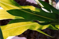 Ut Ars Natura – … ζωγραφίαν ποίησιν σιωπῶσαν – Texturas vegetales – IV – Tomás García