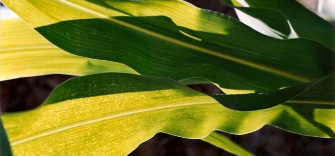 Ut Ars Natura – … ζωγραφίαν ποίησιν σιωπῶσαν – Texturas vegetales – IV – Tomás García