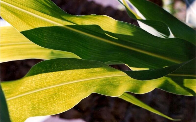 Ut Ars Natura – … ζωγραφίαν ποίησιν σιωπῶσαν – Texturas vegetales – IV – Tomás García
