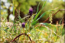 Ut Ars Natura – … ζωγραφίαν ποίησιν σιωπῶσαν – Texturas vegetales – V – Tomás García