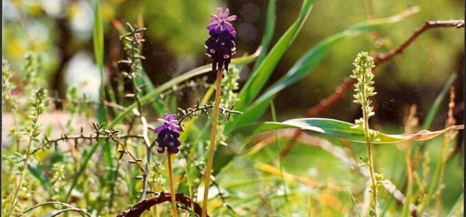Ut Ars Natura – … ζωγραφίαν ποίησιν σιωπῶσαν – Texturas vegetales – V – Tomás García