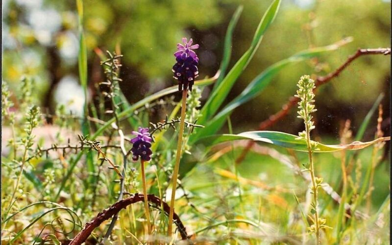 Ut Ars Natura – … ζωγραφίαν ποίησιν σιωπῶσαν – Texturas vegetales – V – Tomás García