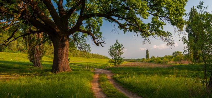 La alegría de ser un árbol – José Olivero Palomeque