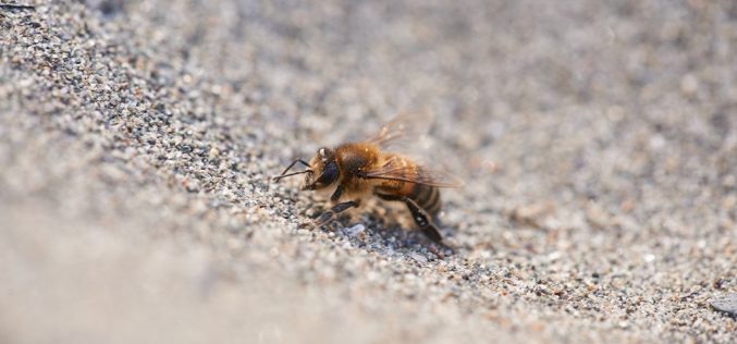 El silencio de las abejas – Rafael Guardiola Iranzo