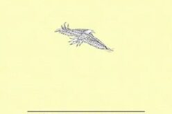 La voz de Ariadna G. García en «Adamar» – Una reseña de Pedro García Cueto