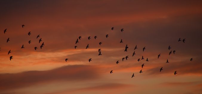 En época de rosas – «El sueño de la Primavera» [primera antología breve de poesía] – XXXII – Pedro García Cueto
