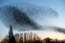 Cardiología de las aves – Luis del Gozo