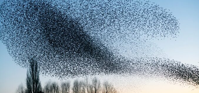 Cardiología de las aves – Luis del Gozo