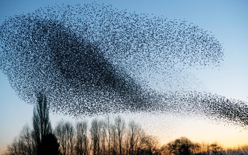Cardiología de las aves – Luis del Gozo