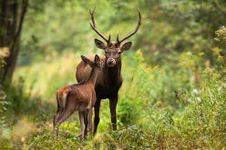 Animales en la sierra – Rafael Baeza Rodríguez