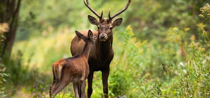 Animales en la sierra – Rafael Baeza Rodríguez