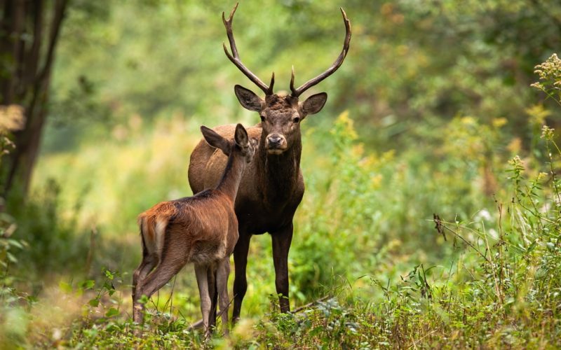 Animales en la sierra – Rafael Baeza Rodríguez