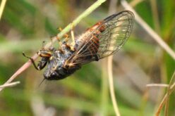 蝉鸣 / El canto de las cigarras – Un relato breve de Zhang Guang Hui