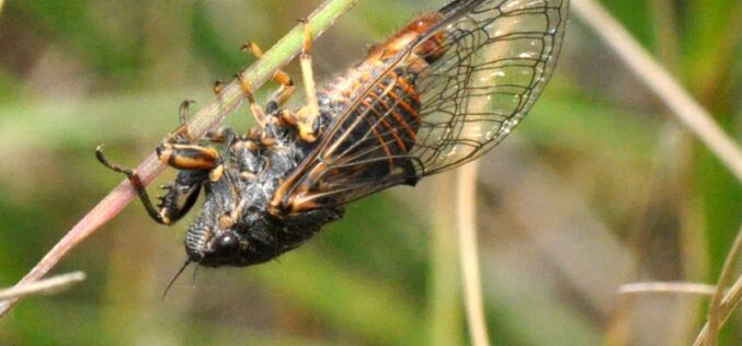 蝉鸣 / El canto de las cigarras – Un relato breve de Zhang Guang Hui