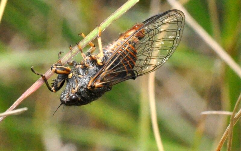 蝉鸣 / El canto de las cigarras – Un relato breve de Zhang Guang Hui