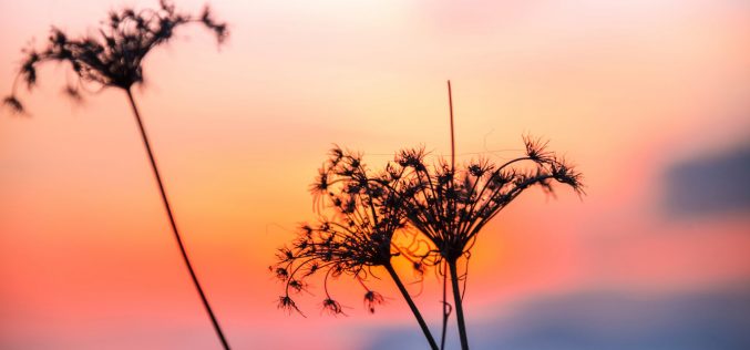 Poesía Ặntiviral – Poemas para la vida [Una acción poética urgente con motivo de la excepcional situación ocasionada por la pandemia del Covid – 19] – XXVII –  Cabe en la esperanza – Dolores Alcántara Madrid