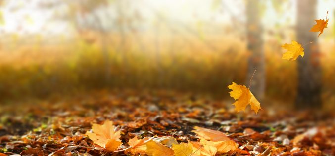 Élise – [El habitante del Otoño – Segunda antología de cuentos y relatos breves – I] – Isabel Padilla Risco
