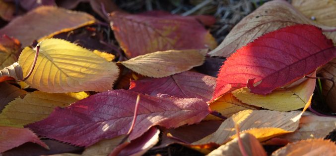 Hágase en mí según tu palabra – [El habitante del Otoño – Segunda antología de cuentos y relatos breves – II] – Rosa María Reina Pérez
