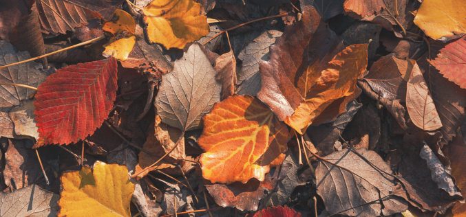 Reliquias – [El habitante del Otoño – Segunda antología de cuentos y relatos breves – IV] – Tomás Gago Blanco