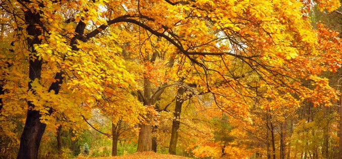 Toda la vida en una jornada – [El habitante del Otoño – Segunda antología de cuentos y relatos breves – III] – Tere García Ruiz
