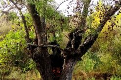 Fresnos [Ribera del Manzanares – Madrid] – Un poema fotográfico de Heliodoro Fuente Moral