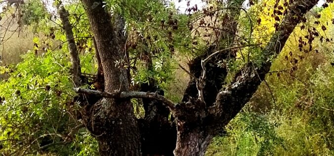 Fresnos [Ribera del Manzanares – Madrid] – Un poema fotográfico de Heliodoro Fuente Moral