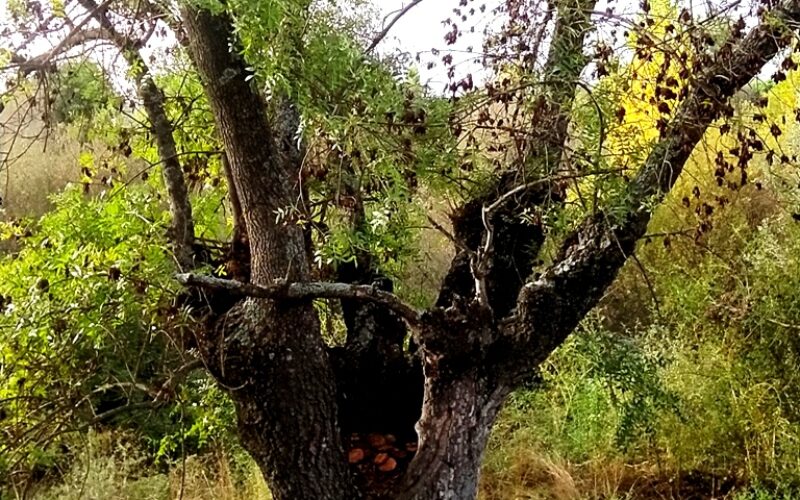 Fresnos [Ribera del Manzanares – Madrid] – Un poema fotográfico de Heliodoro Fuente Moral