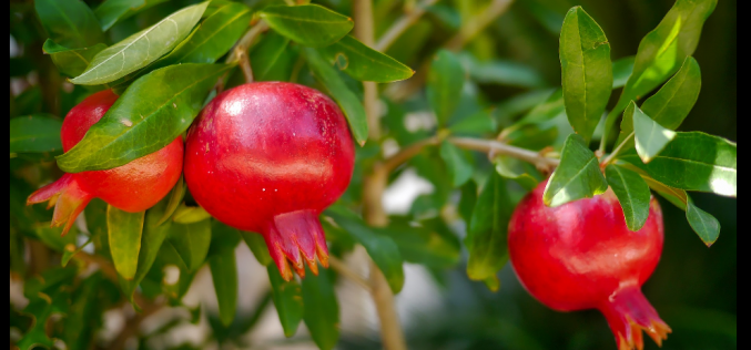 En época de rosas – «El sueño de la Primavera» [Primera antología breve de poesía] – XXIV – Márcia Abath