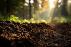 La sombra de la tierra – Un poema de María Ángeles Pérez López