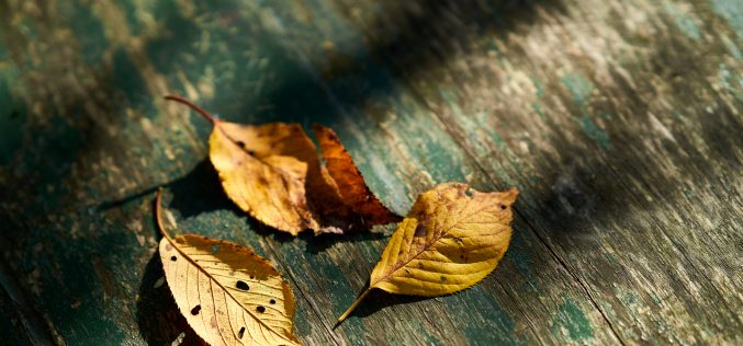 Moscas – [El habitante del Otoño – Segunda antología de cuentos y relatos breves – VII] – Heliodoro Fuente Moral