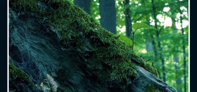 Serie Kurt Wallander, de Henning Mankell – X [Décima entrega: «Huesos en el jardín»] – Fuensanta Niñirola