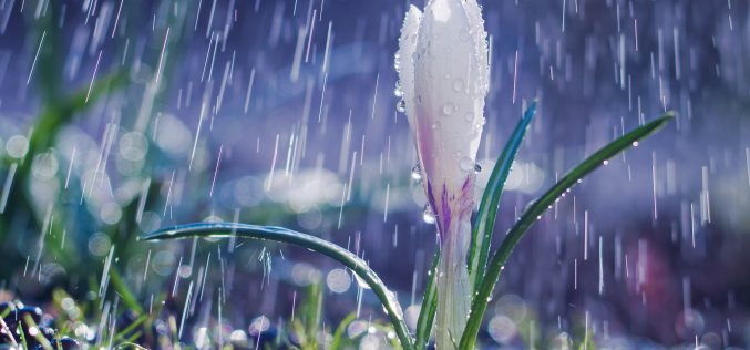 En época de rosas – «El sueño de la Primavera» [Primera antología breve de poesía] – XLII – Sebastián Gámez Millán
