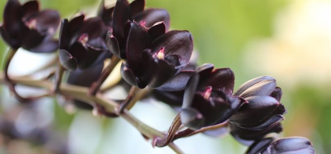 Orquídeas negras – Tomás Gago Blanco
