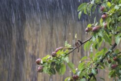 Inasible tintino de la lluvia en reseca cicatriz [de ‟La mujer que se avino”] – Un poema de Marisa López Soria