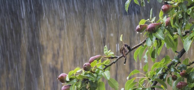 Inasible tintino de la lluvia en reseca cicatriz [de ‟La mujer que se avino”] – Un poema de Marisa López Soria