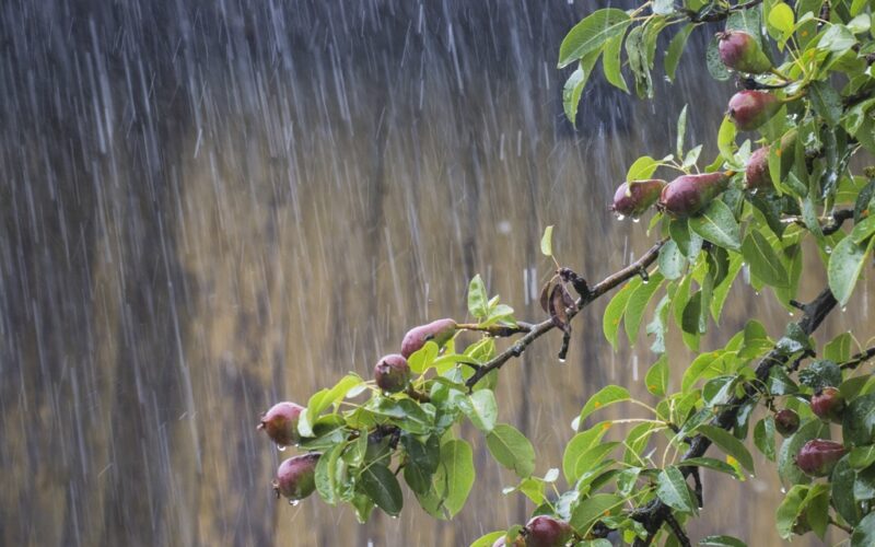 Inasible tintino de la lluvia en reseca cicatriz [de ‟La mujer que se avino”] – Un poema de Marisa López Soria