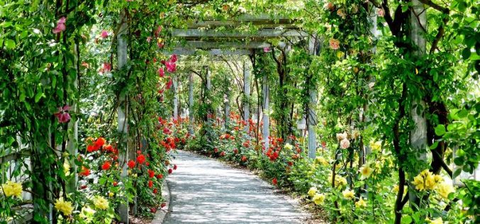 En época de rosas – «El sueño de la Primavera» [Primera antología breve de poesía] – XXIII – Gloria Jimeno Castro