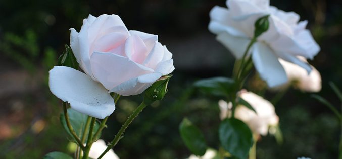 Poemas de amor – Sebastián Gámez Millán