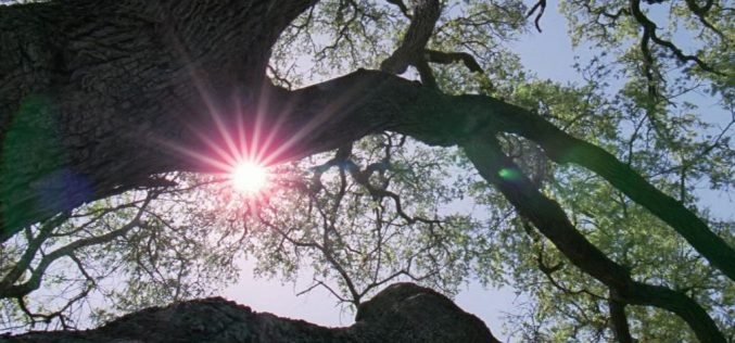«El árbol de la vida» / «The Tree of Life», de Terrence Malick – Una reseña crítica de Sebastián Gámez Millán