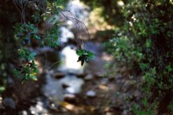 Ut Ars Natura – … ζωγραφίαν ποίησιν σιωπῶσαν – Texturas vegetales – II – Tomás García