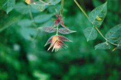 Ut Ars Natura – … ζωγραφίαν ποίησιν σιωπῶσαν – Texturas vegetales – III – Tomás García