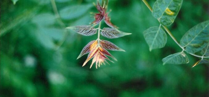Ut Ars Natura – … ζωγραφίαν ποίησιν σιωπῶσαν – Texturas vegetales – III – Tomás García
