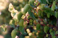 Ut Ars Natura – … ζωγραφίαν ποίησιν σιωπῶσαν – Texturas vegetales – I – Tomás García