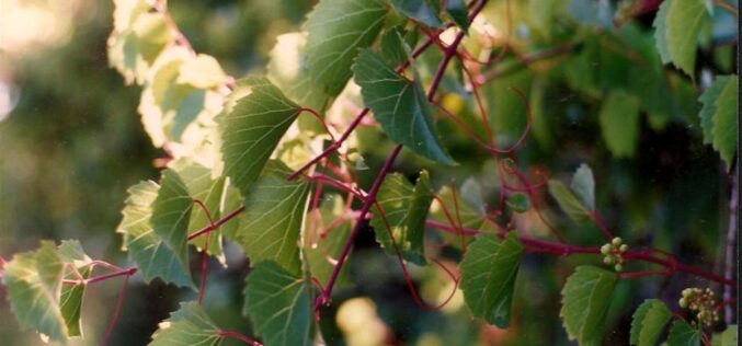 Ut Ars Natura – … ζωγραφίαν ποίησιν σιωπῶσαν – Texturas vegetales – I – Tomás García