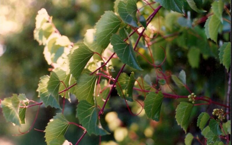 Ut Ars Natura – … ζωγραφίαν ποίησιν σιωπῶσαν – Texturas vegetales – I – Tomás García