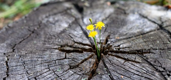 Poesía Ặntiviral – Poemas para la vida [Una acción poética urgente con motivo de la excepcional situación ocasionada por la pandemia del Covid – 19] – IV – Despertar – José Olivero Palomeque